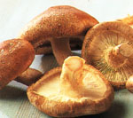 Shiitake