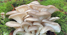 pleurotus-ostreatus